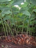 Exposed thick rhizome.