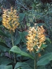 Cluster of yellow flowers with red styles