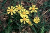 Helenium spp.