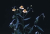 Helenium spp.