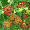 Helenium 'Ruby Tuesday'