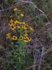 Helenium nudiflorum