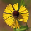 Helenium flexuosum