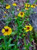 Helenium nudiflorum