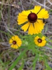 Helenium nudiflorum