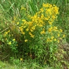Form of plant with yellow daisy-like flowers