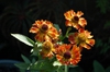Helenium autumnale 'Helena Red Shades'