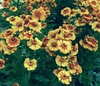 Helenium autumnale 'Striatum'
