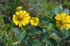 Helenium autumnale bloom and leaves