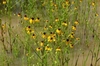 Yellow flowers in a meadow