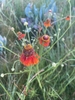 Orange composite flower