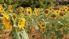 Helianthus annuus