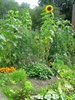 Helianthus annuus