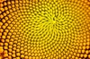 Helianthus annuus