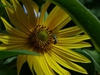 Helianthus maximiliani