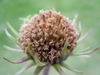 Helianthus maximiliani