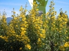 Helianthus maximiliani