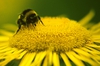 Helianthus