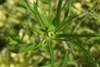 POV looking down on a termina inflorescence bud.