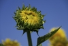 Large, pointed, leafy structures surrounding petals