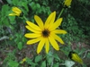Close up of flower