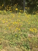 Native habitat