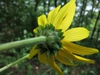 Back of flower