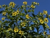 Tall sunflowers against a clear blue sky