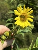 A hand holding a sunflower inflorescence
