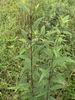 Form
