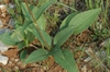 Helianthus occidentalis ssp. occidentalis