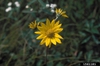 Helianthus occidentalis ssp. occidentalis