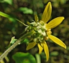 Helianthus resinosus