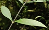 Helianthus resinosus