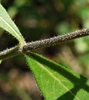 Helianthus resinosus