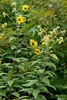 Helianthus resinosus