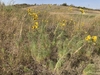 Several plants growing in a field