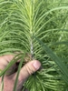 Narrow green leaves