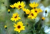 Yellow ray flowers with brown center disc flowers