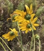 Back of the yellow flower showing bracts