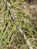 Narrow long green leaves on a brownish stem
