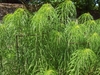 Form with tall stems and drooping willow-like leaves