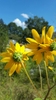 Back of flower