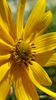 Flower detail