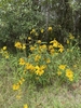 Form in native habitat