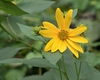 Yellow daisy flowers.