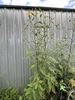 tall plant with yellow daisy flowers.