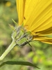 Phyllaries of yellow daisy flower.