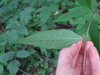 Underside of leaf