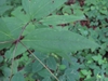 Leaves